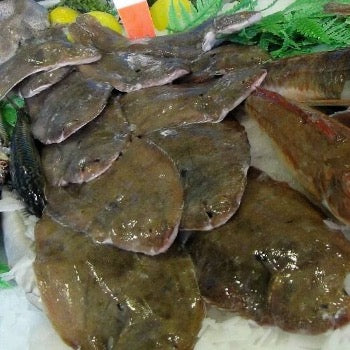 sole Mer du Nord