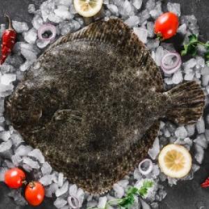 Turbot poisson