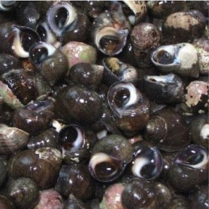 coquillage bigorneaux