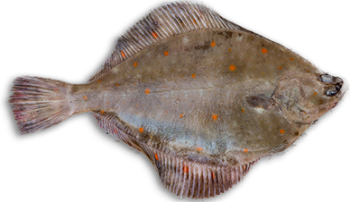 Prix carrelet Poissonnerie