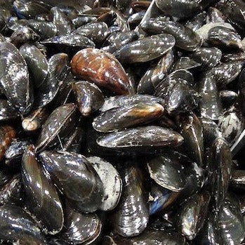 Prix moules de bouchot mont st michel