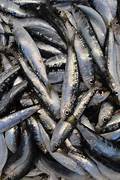 Sardines fraîches - 500g ⭐️⭐️⭐️