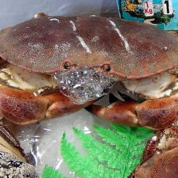 tourteau crabe cuit ou vivant