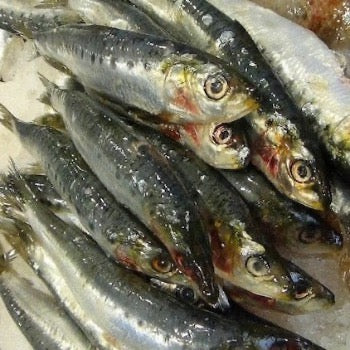 sardines poisson riche en omega